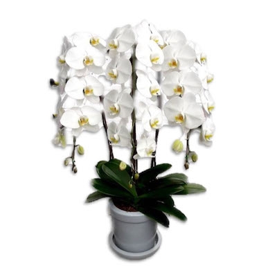 Flower Bangkok Delivery